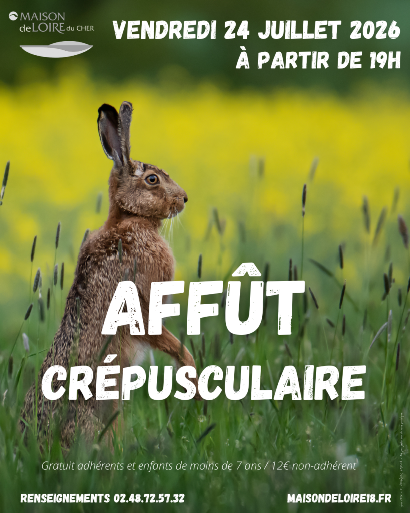 Sortie « Affût crépusculaire »