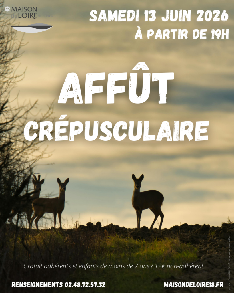 Sortie « Affût crépusculaire »