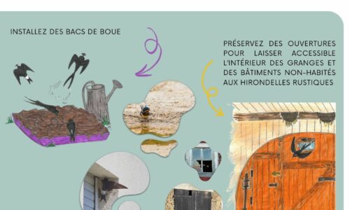 COHABITATION DOUCE Réjouissons-nous: Les hirondelles sont de retour!